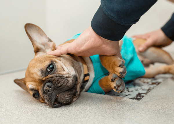 Canine First Aid Workshop